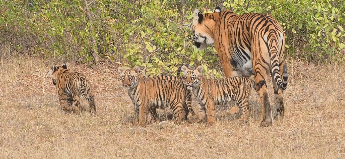 Family Safari Special